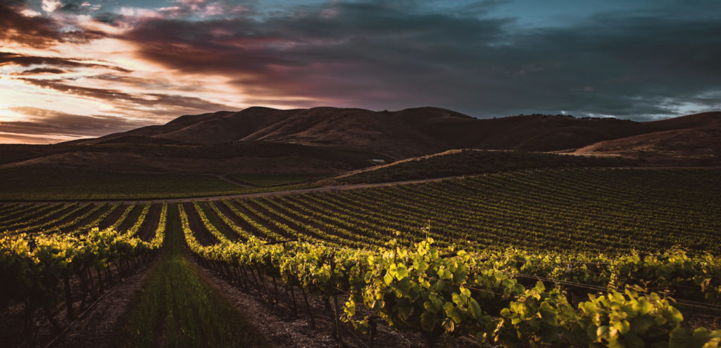 vineyard at sunset