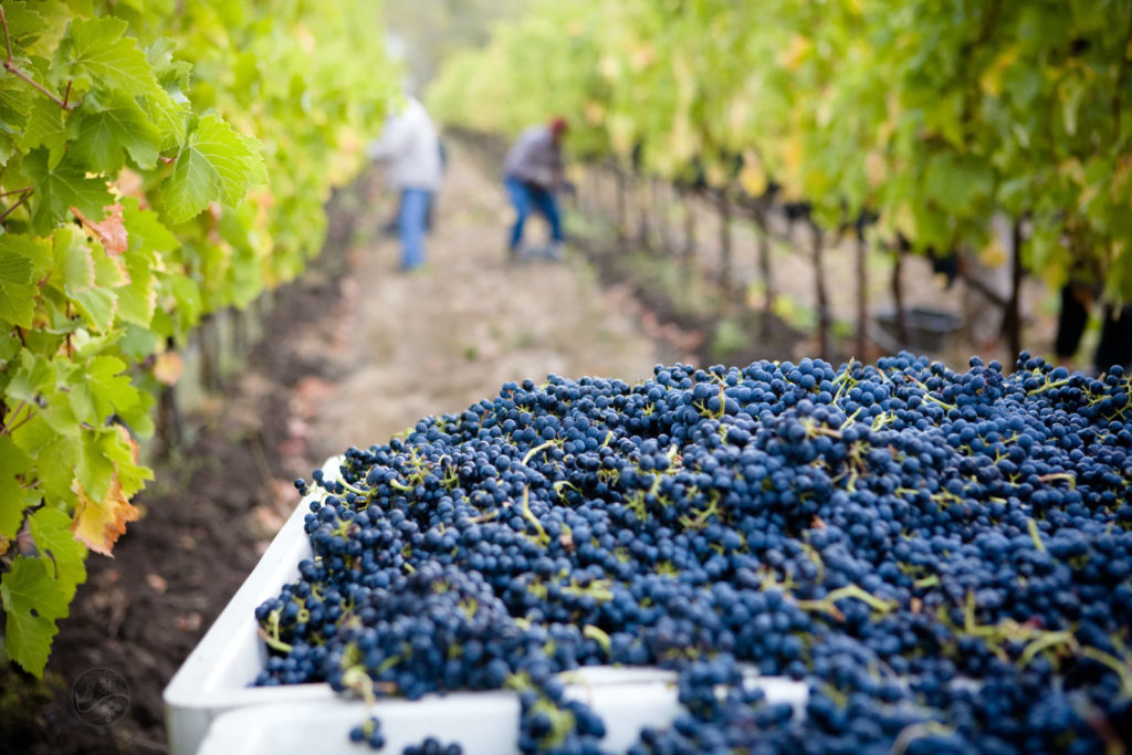 grapes in a vineyard